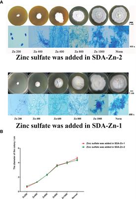 RNA-Seq Analysis of the Effect of Zinc Deficiency on Microsporum canis, ZafA Gene Is Important for Growth and Pathogenicity